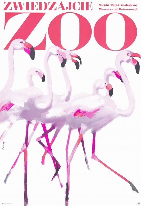 Visit the ZOO - Flamingos — Świerzy Waldemar